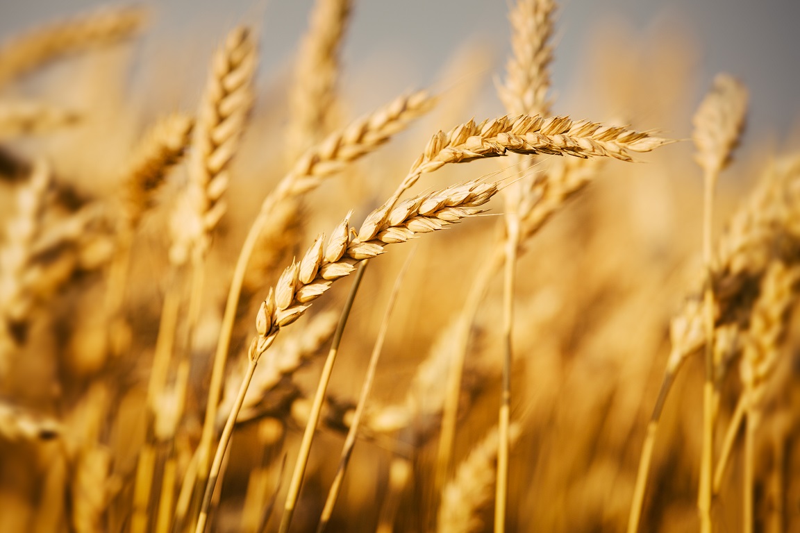 The rise in prices for wheat-based food products, 2023 
